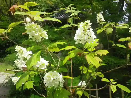 浄光明寺の自然