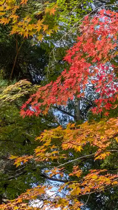 地藏院(京都府)