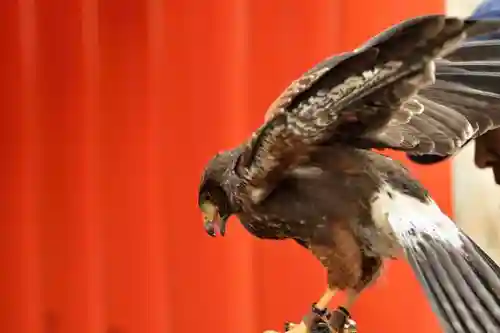 春日神社の動物