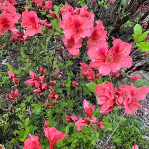 豊景神社の自然(2021年04月18日(日) 08時38分44秒投稿)