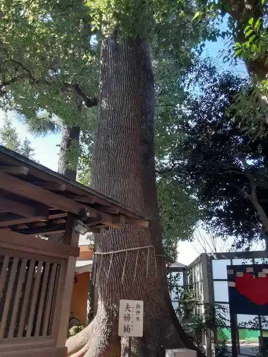 鳩ヶ谷氷川神社の自然