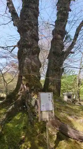 諏訪神社の自然