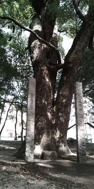 厳島神社の自然