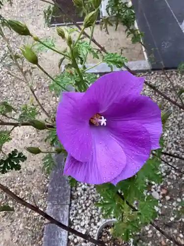 富部神社の自然