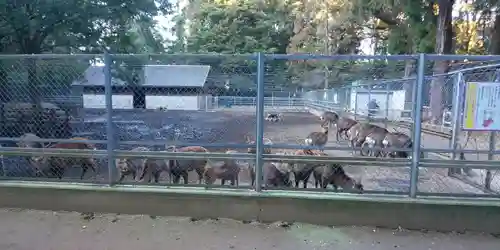 鹿島神宮の動物