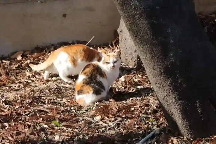 大井俣窪八幡神社の動物