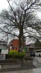 鎮守氷川神社の庭園