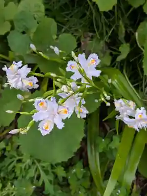 白山神社(東京都)