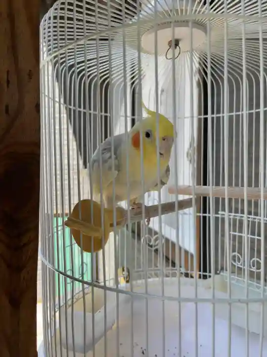 九重神社の動物