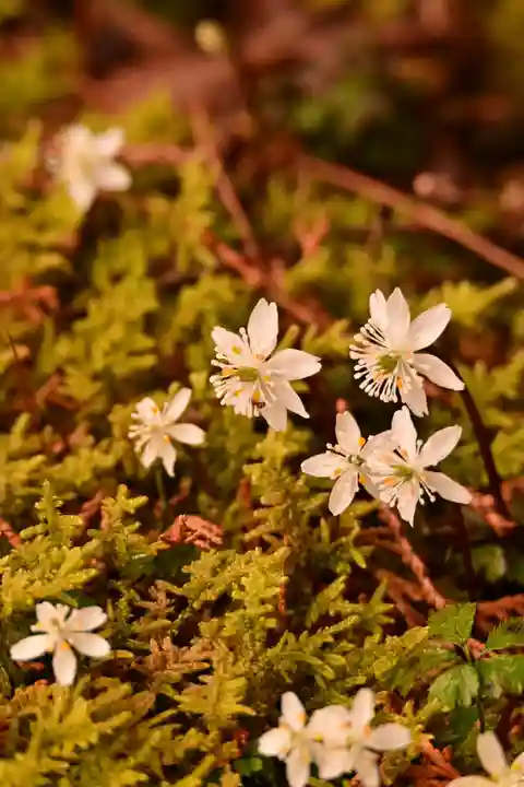 金峰神社(高知県)