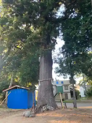 諏訪神社(千葉県)