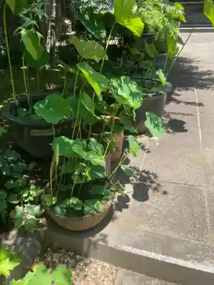 寶安寺（宝安寺）(神奈川県)