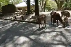 興福寺の動物