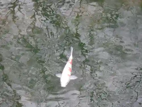 長田神社の動物