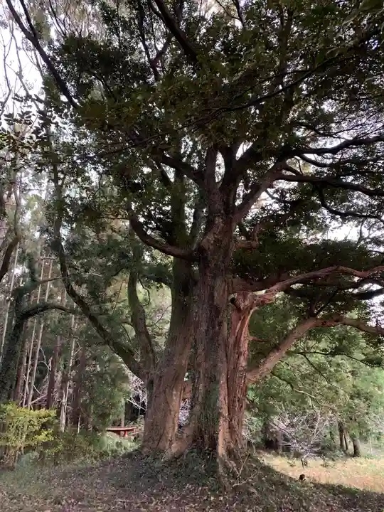 大宮神社の自然