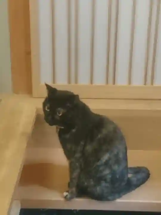 五十稲荷神社(栄寿稲荷神社)の動物