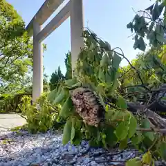 屋久島大社の動物