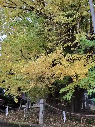野木神社の自然
