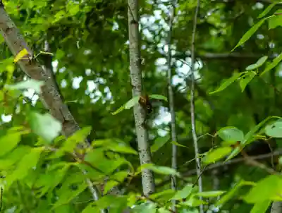 小垣江神明神社(愛知県)