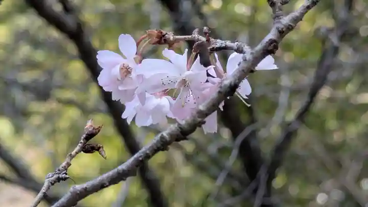 平野神社(京都府)