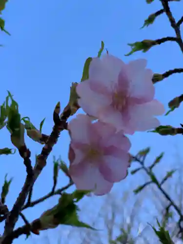 胡録神社の自然