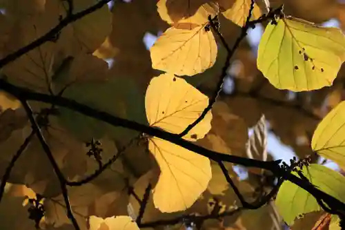 豊景神社の自然