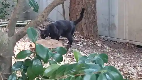 代々木八幡宮の動物
