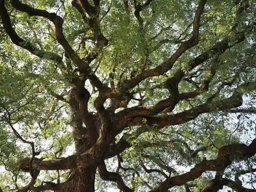 明治神宮(東京都)