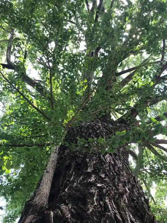 田無神社の自然