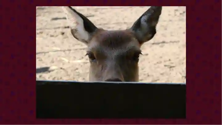 北海道神宮(北海道)