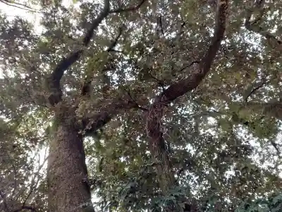 賀茂別雷神社（上賀茂神社）の{uncategorized: "未分類", other: "その他", undefined: "問題あり", building: "その他建物", grave: "お墓", sacred_gate: "鳥居", guardian: "狛犬", statue: "像", buddha: "仏像", history: "歴史", nature: "自然", garden: "庭園", animal: "動物", pagoda: "塔", temizu: "手水舎", mountain_gate: "山門・神門", sanctuary: "本殿・本堂", subordinate: "末社・摂社", art: "芸術", scenery: "景色", jizo: "地蔵", ema: "絵馬", goshuin: "御朱印", omikuji: "おみくじ", items: "授与品その他", amulet: "お守り", goshuincho: "御朱印帳", eats: "食事", festival: "お祭り", votive_dance: "神楽", shichigosan: "七五三参", wedding: "結婚式", experience: "体験その他", initially: "初詣", around: "周辺", anti_infection: "感染症対策"}