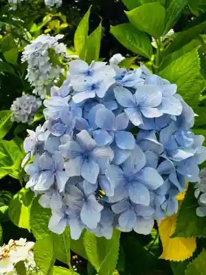 白山神社(新潟県)