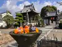 真言宗 善通寺派 薬王寺(香川県)