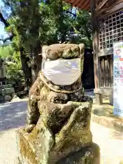 白鬚神社の狛犬