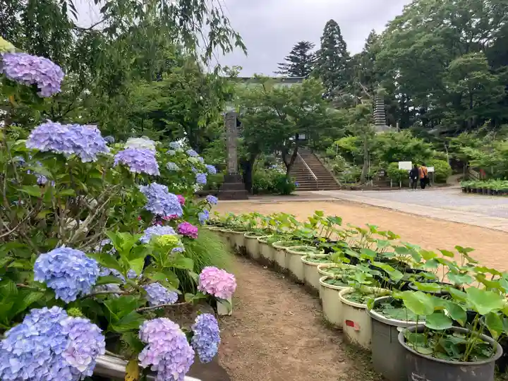 本土寺(千葉県)