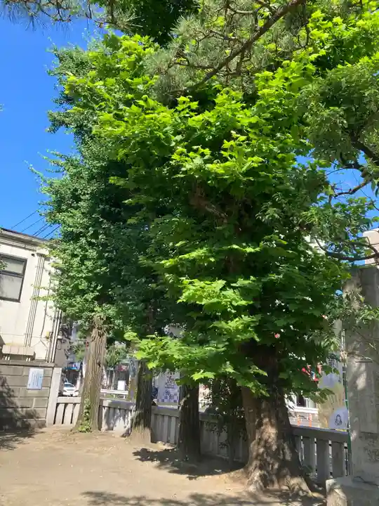 蒔田杉山神社(神奈川県)