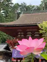 丹生都比売神社(和歌山県)