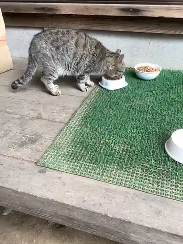 八大龍王本殿の動物