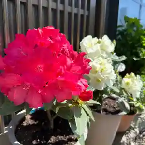 豊景神社(福島県)(2024年05月11日(土) 09時38分38秒投稿)