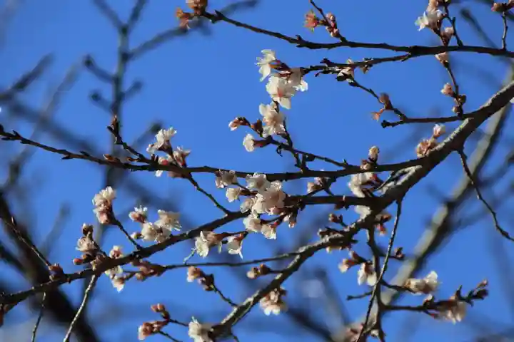 鹿島大神宮の自然