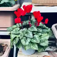 久米水天宮(埼玉県)