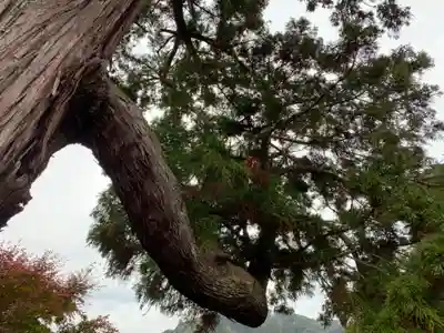 八幡神社の自然