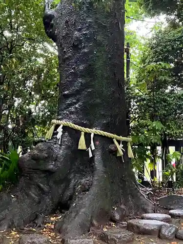 川越氷川神社(埼玉県)