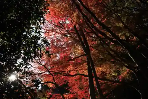 鰐淵寺の自然