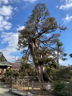 妙法寺(神奈川県)