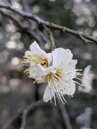 布多天神社(東京都)