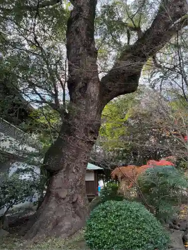 三嶋大社(静岡県)