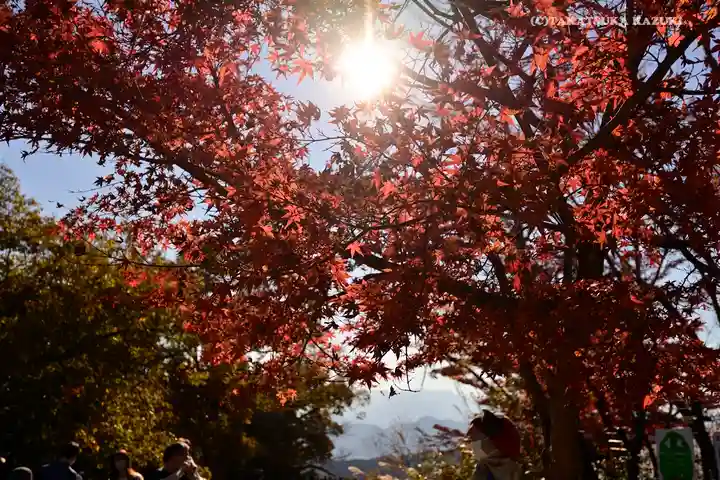 高尾山薬王院の自然
