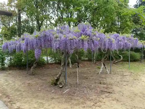 鎌数伊勢大神宮(千葉県)