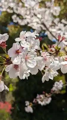 法金剛院(京都府)